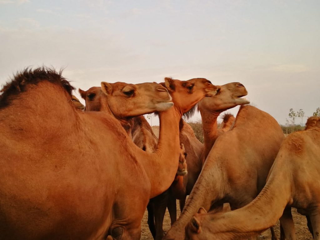 kamele