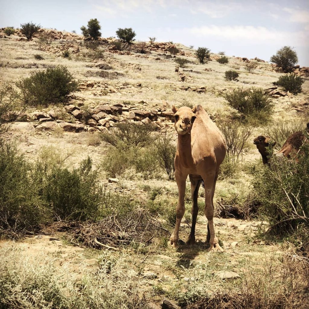 kamela 1