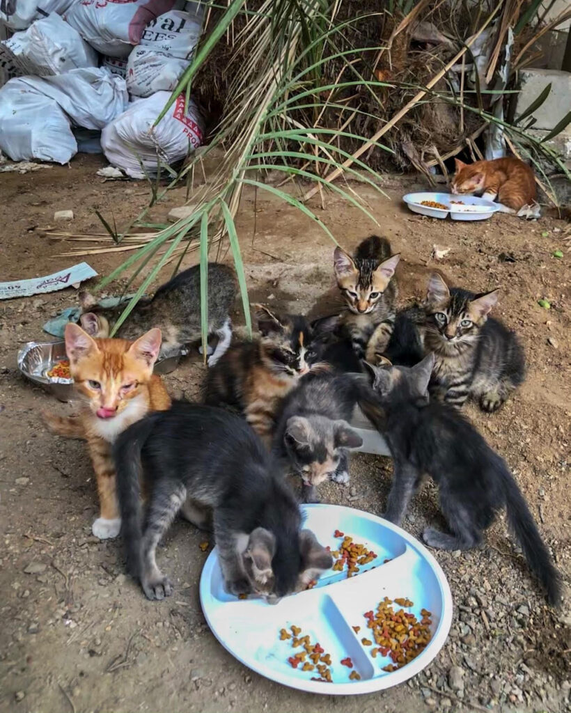 kittens outside